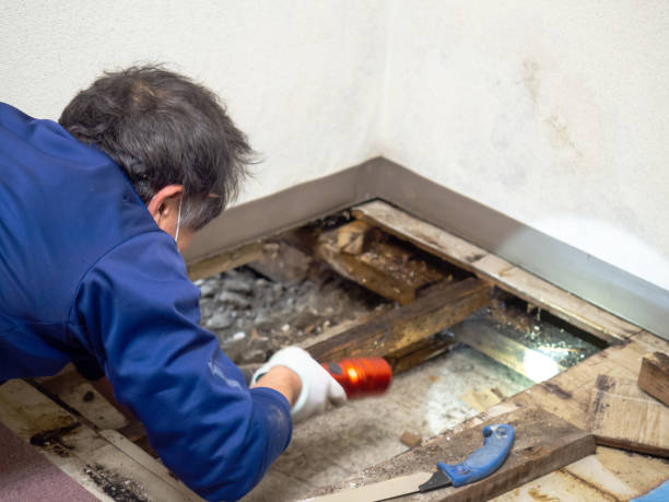 Best Toxic Mold Removal  in Stamford, TX