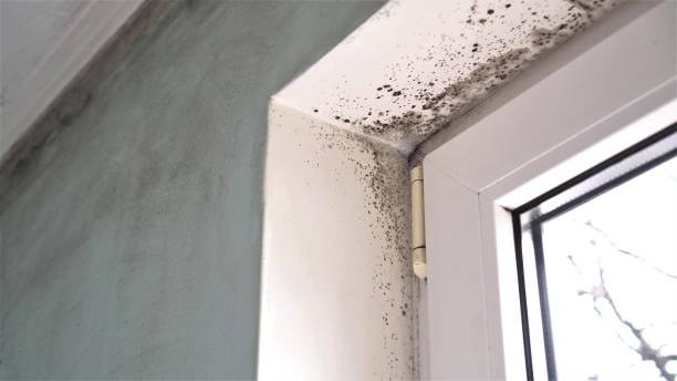 Best Mold Removal Company Near Me  in Stamford, TX