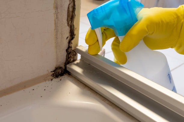 Best Emergency Mold Removal  in Stamford, TX
