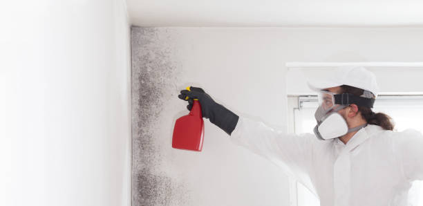 Best Mold Testing  in Stamford, TX
