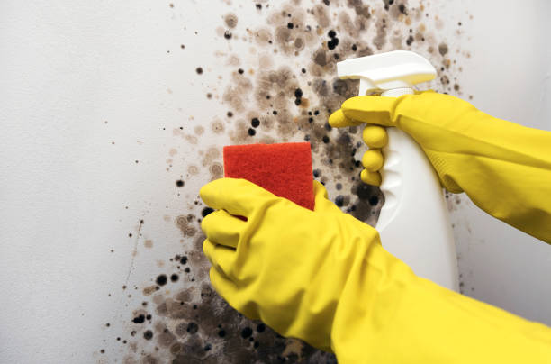 Best Certified Mold Removal  in Stamford, TX