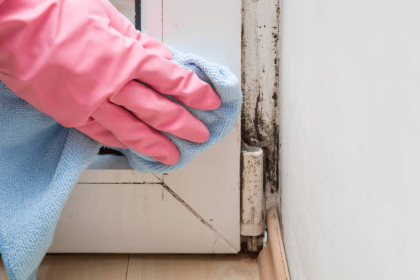 Mold Removal Process in Stamford, TX