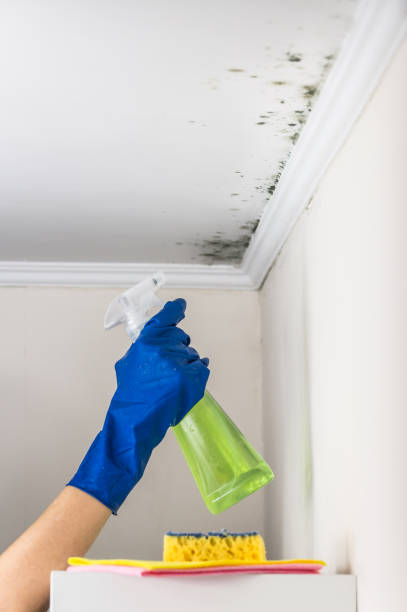 Best Professional Mold Removal  in Stamford, TX