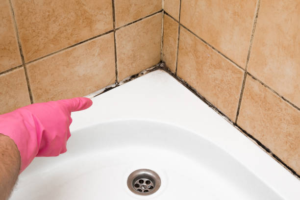 Trusted Stamford, TX Mold Removal Experts