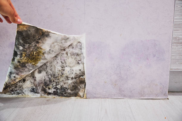 Best Mold Cleaning Services  in Stamford, TX